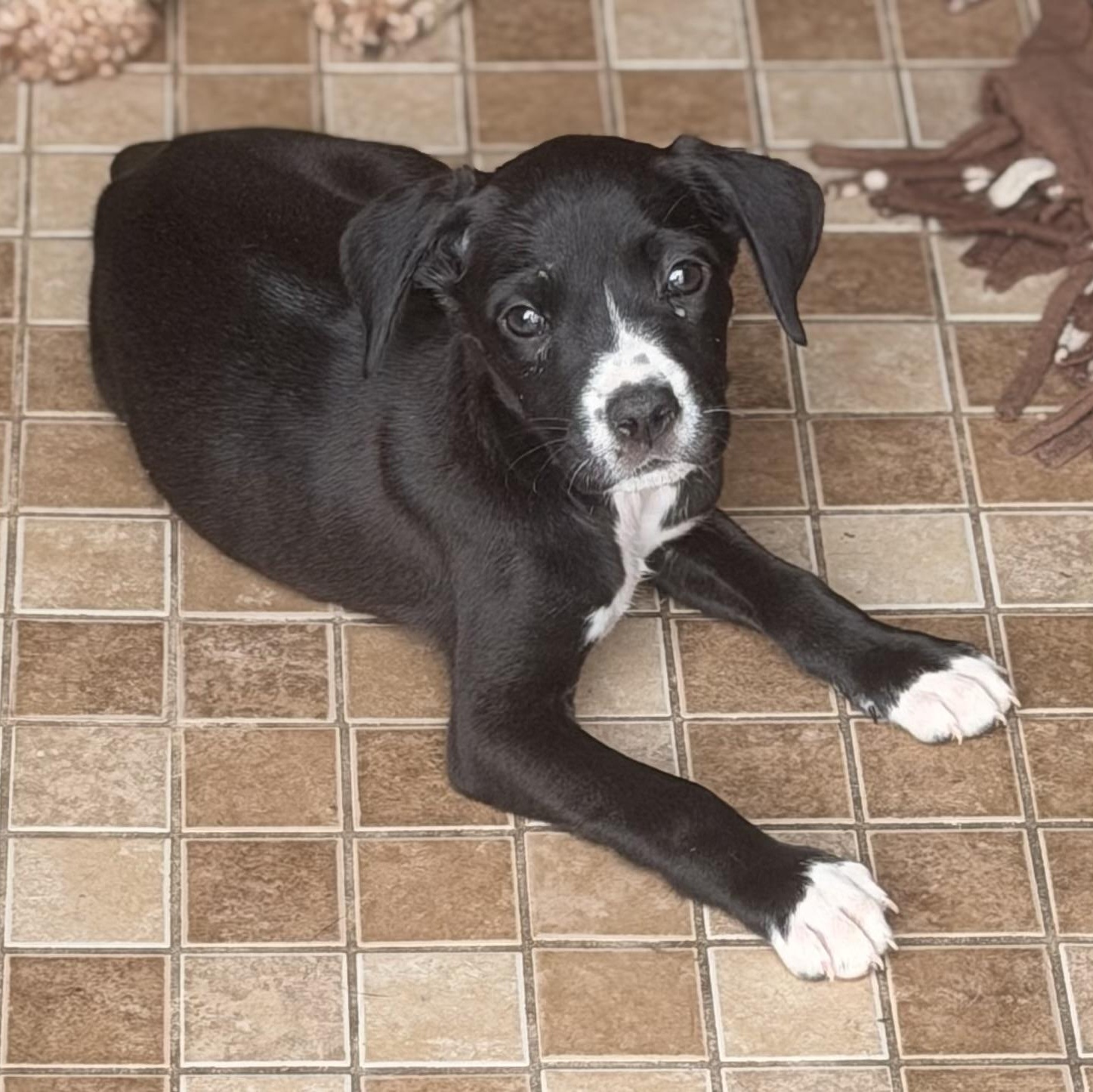 Haley, ADOPTABLE, Puppy Female Pit Bull Terrier.