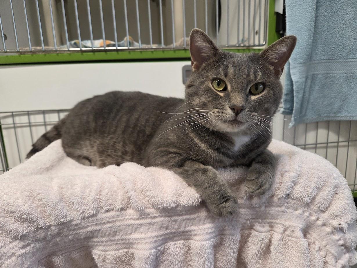 Max, ADOPTABLE, Adult Male Domestic Short Hair.