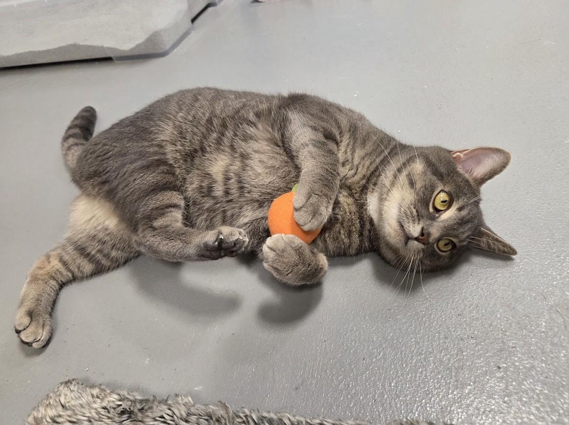 Enlarge Max, an adopted Domestic Short Hair in New Westminster, BC image 2/2