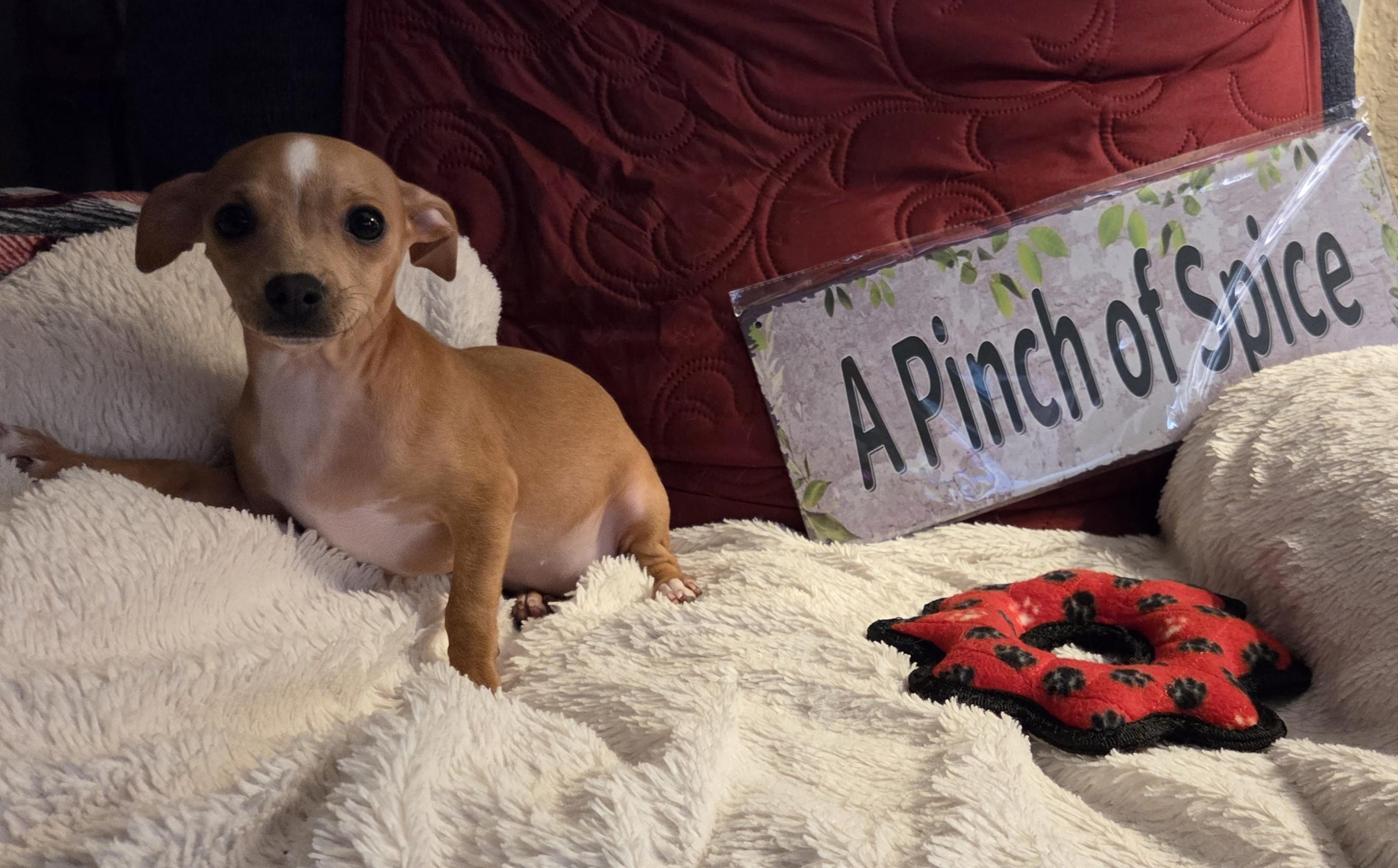 Ginger, Adoptable, Puppy Female Terrier & Chihuahua.
