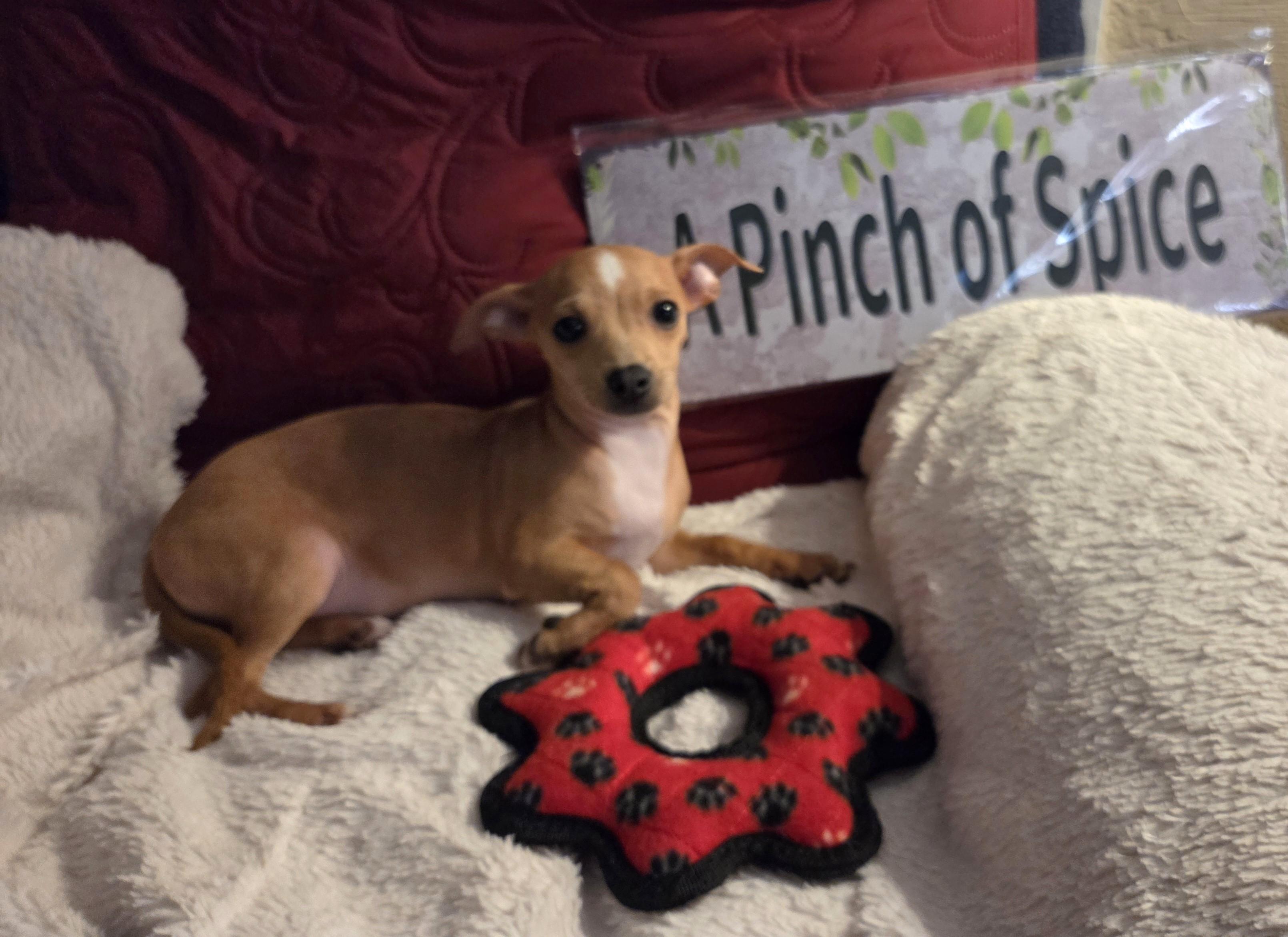 Enlarge Ginger, a Adoptable mixed breed in Oakdale, CA image 2/2