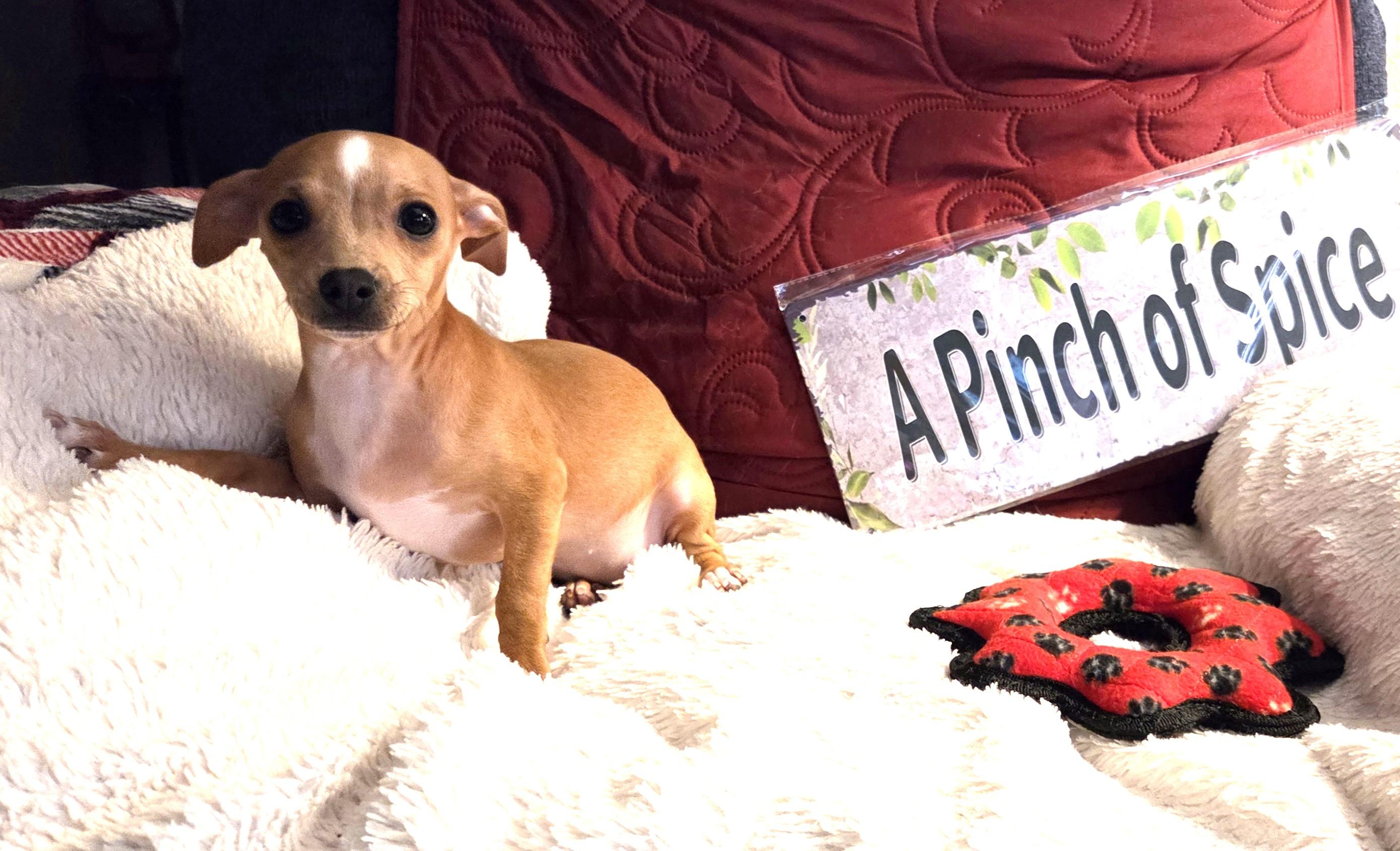 Ginger, Adoptable, Puppy Female Terrier & Chihuahua.
