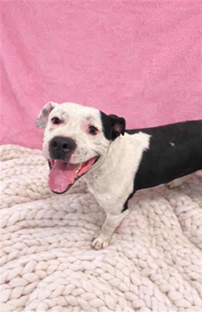 A1262043, Adoptable, Young Male American Bulldog & Mixed Breed.