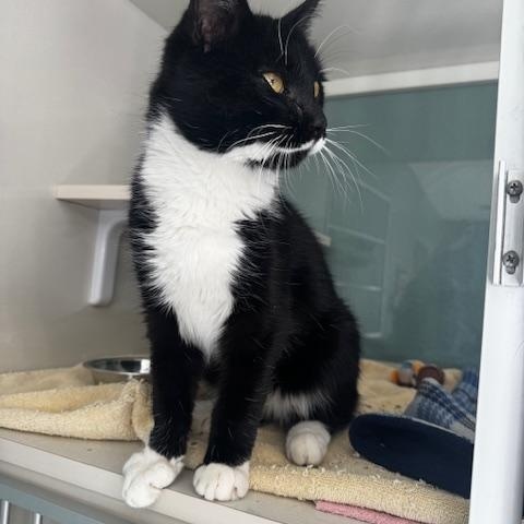 Enlarge Pongo, an adopted Domestic Short Hair in Hutchinson, MN image 4/5