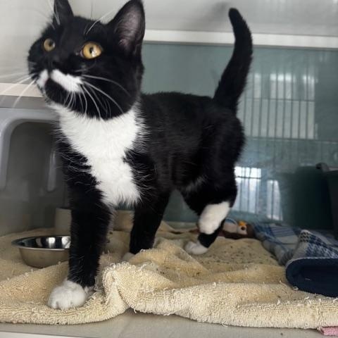 Enlarge Pongo, an adopted Domestic Short Hair in Hutchinson, MN image 3/5