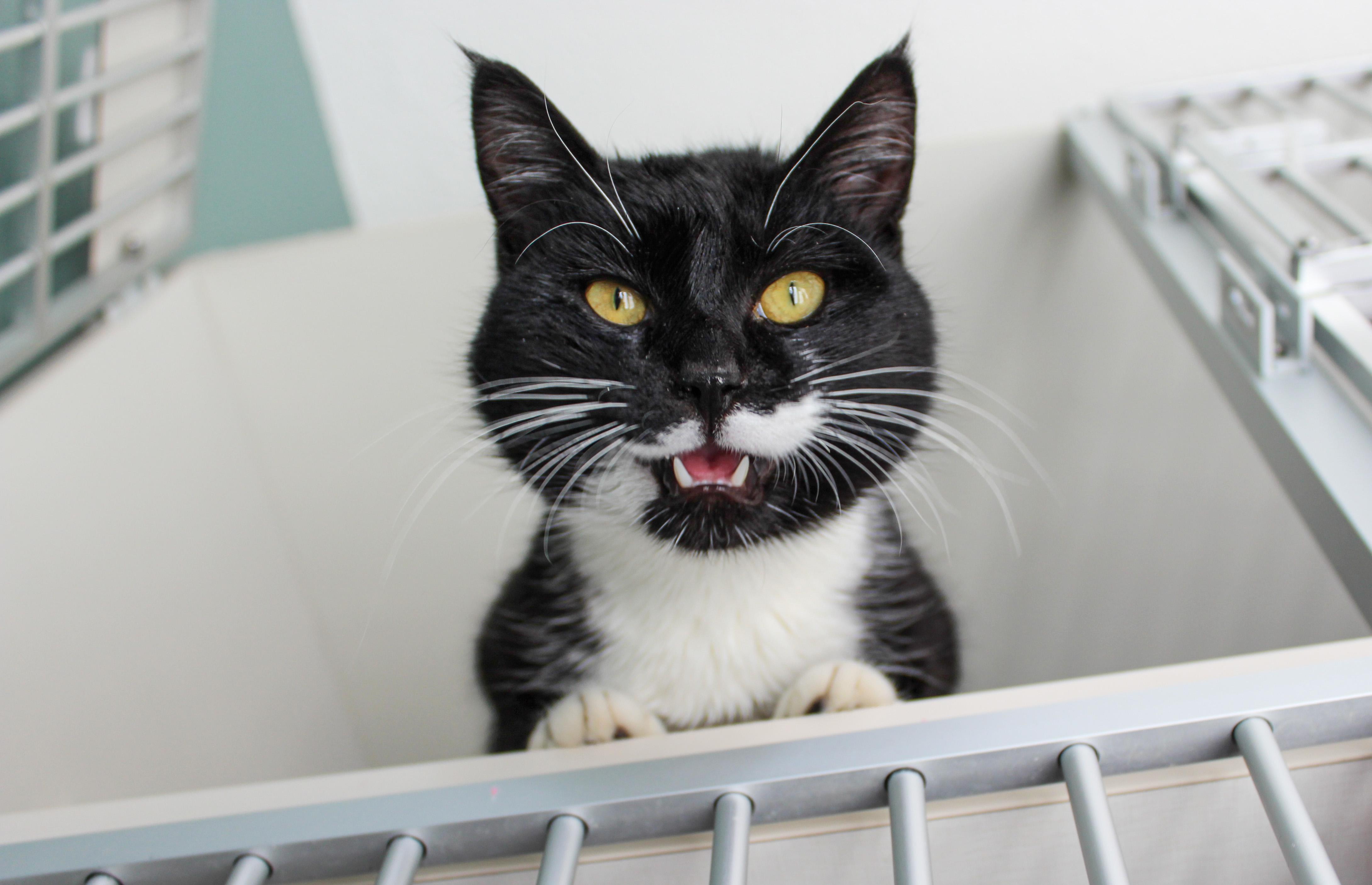 Enlarge Pongo, an adopted Domestic Short Hair in Hutchinson, MN image 1/5