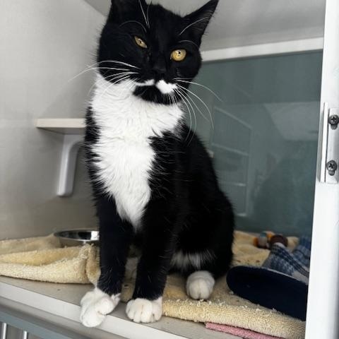 Enlarge Pongo, an adopted Domestic Short Hair in Hutchinson, MN image 5/5