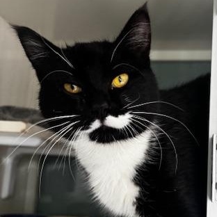 Enlarge Pongo, an adopted Domestic Short Hair in Hutchinson, MN image 2/5