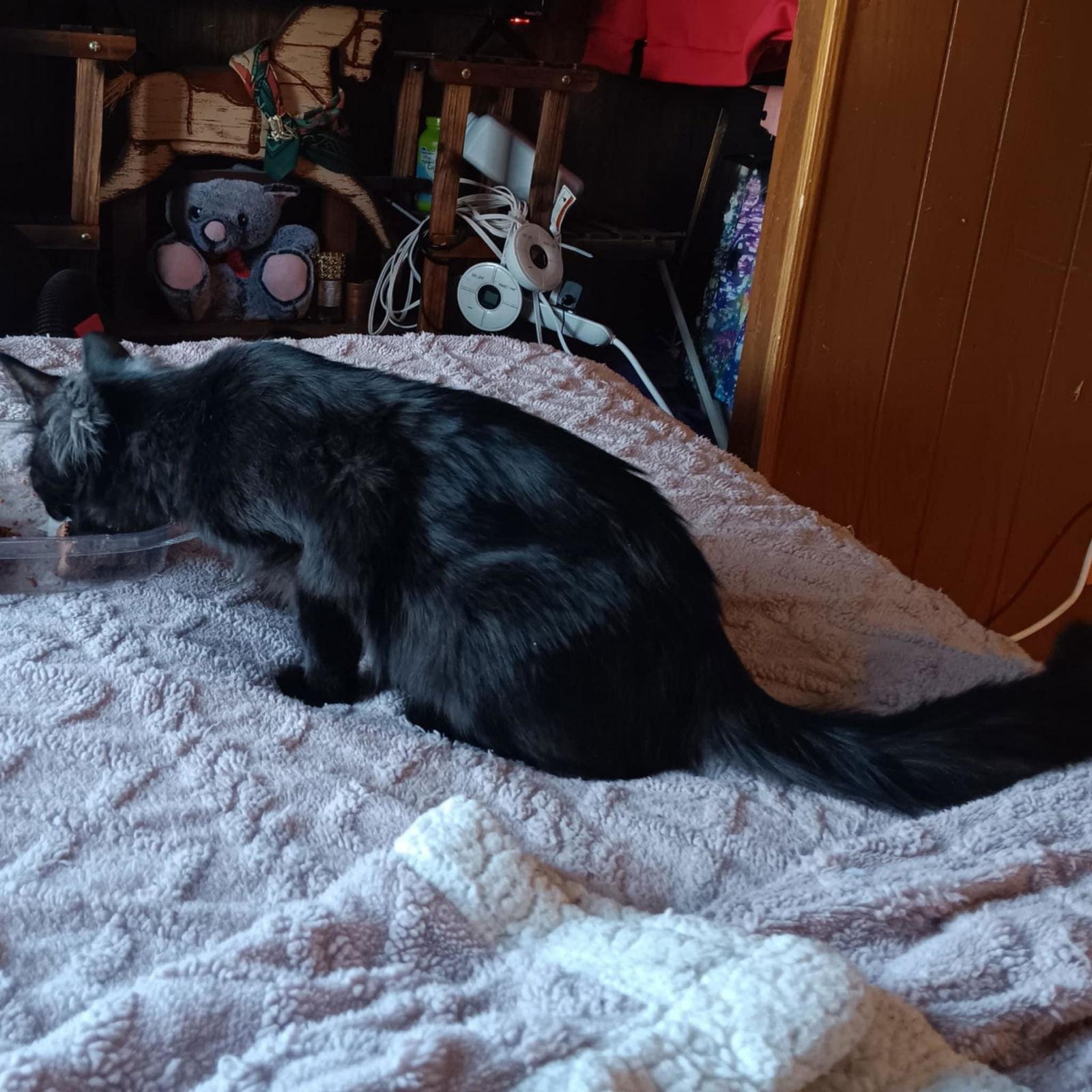 Teddy — thumbnail 2