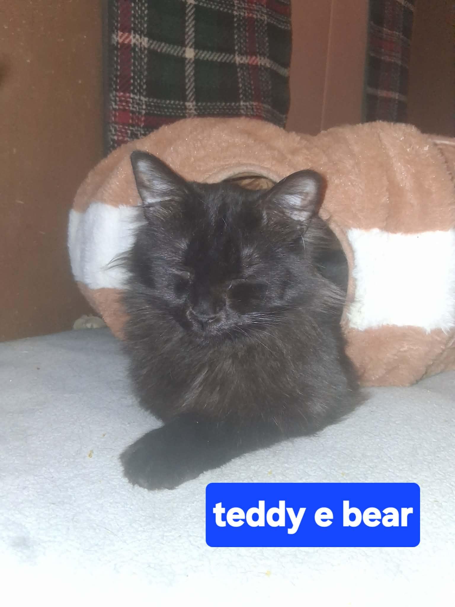 Teddy — thumbnail 3