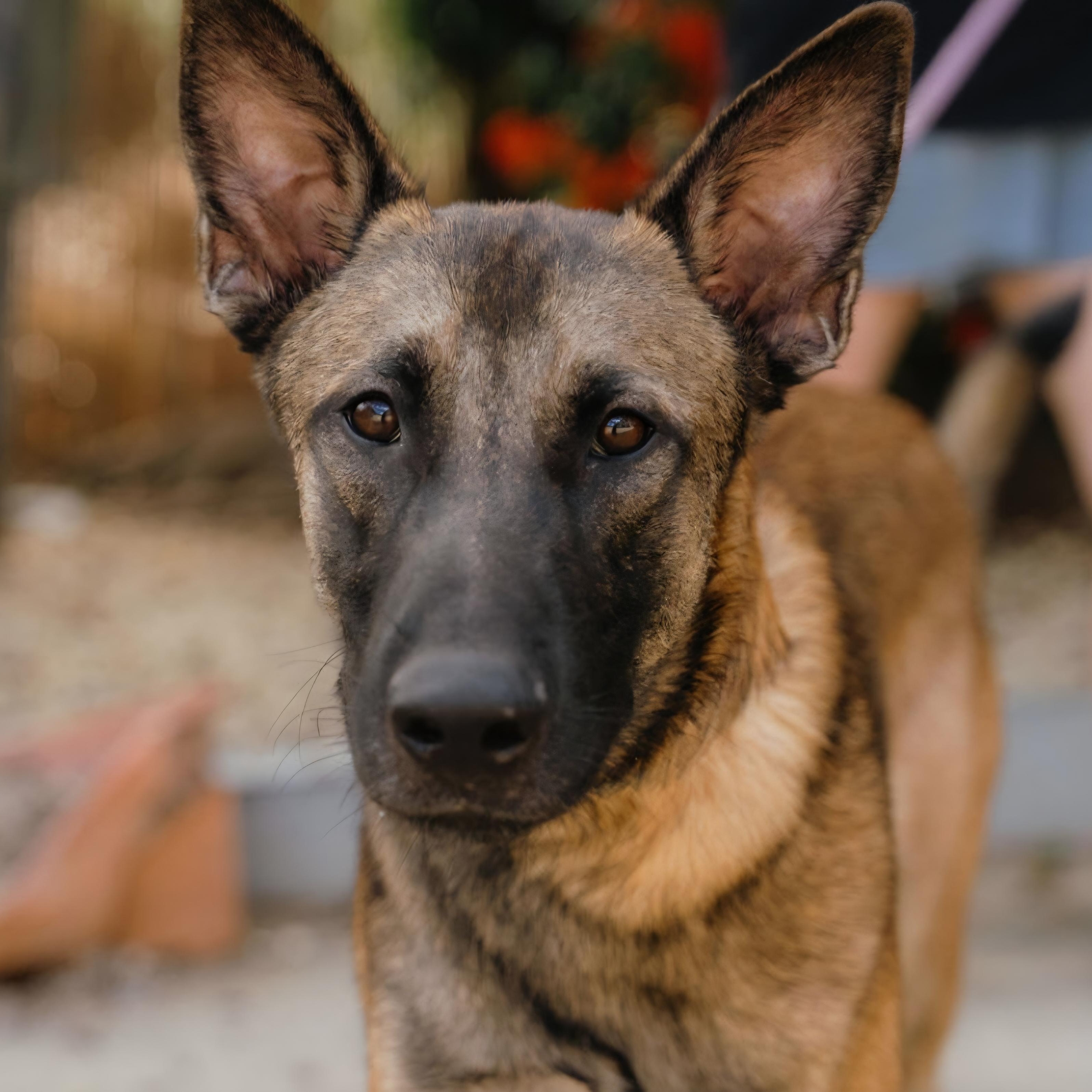 Santo, Adoptable, Young Male Belgian Shepherd / Malinois.