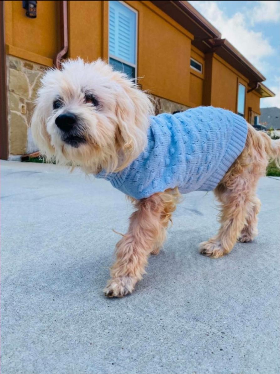 Skylar, a Adoptable mixed breed in Bloomington , MN image 2/5