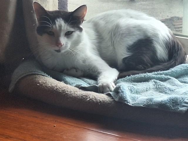 RICHARD, Adoptable, Adult Male Domestic Short Hair.