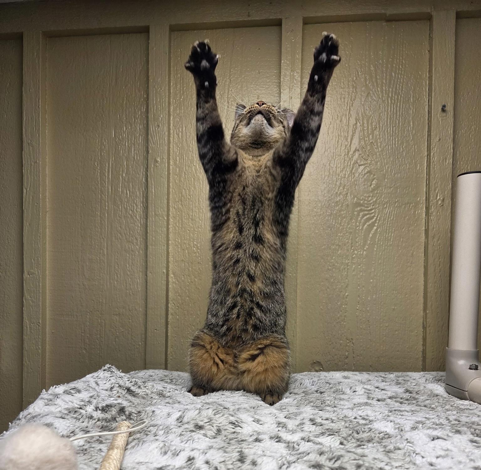 Enlarge Rain, a ADOPTABLE Tabby in Grosse Ile, MI image 1/2