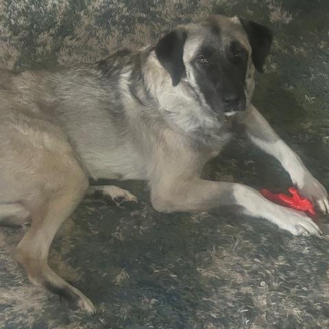 Enlarge Grace , a Adoptable Anatolian Shepherd in Newport, WA image 4/6