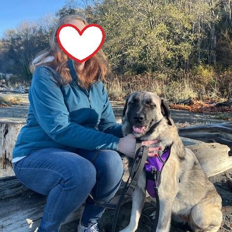 Enlarge Grace , a Adoptable Anatolian Shepherd in Newport, WA image 6/6
