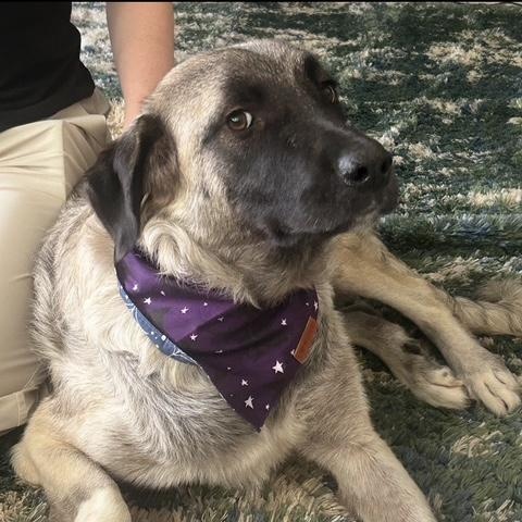 Grace , Adoptable, Adult Female Anatolian Shepherd.