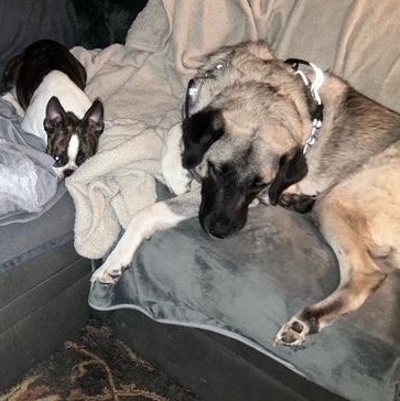 Enlarge Grace , a Adoptable Anatolian Shepherd in Newport, WA image 5/6