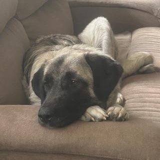 Enlarge Grace , a Adoptable Anatolian Shepherd in Newport, WA image 3/6