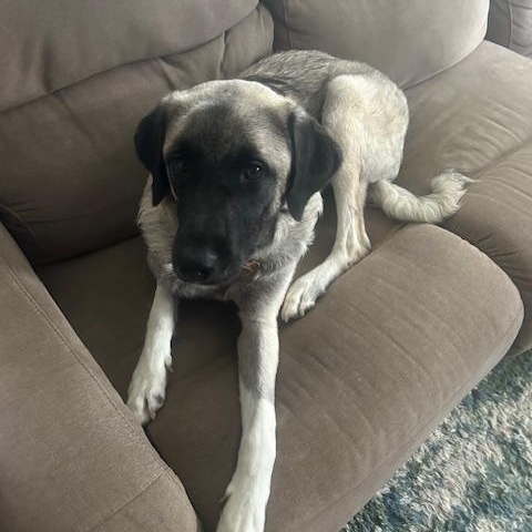 Enlarge Grace , a Adoptable Anatolian Shepherd in Newport, WA image 2/6