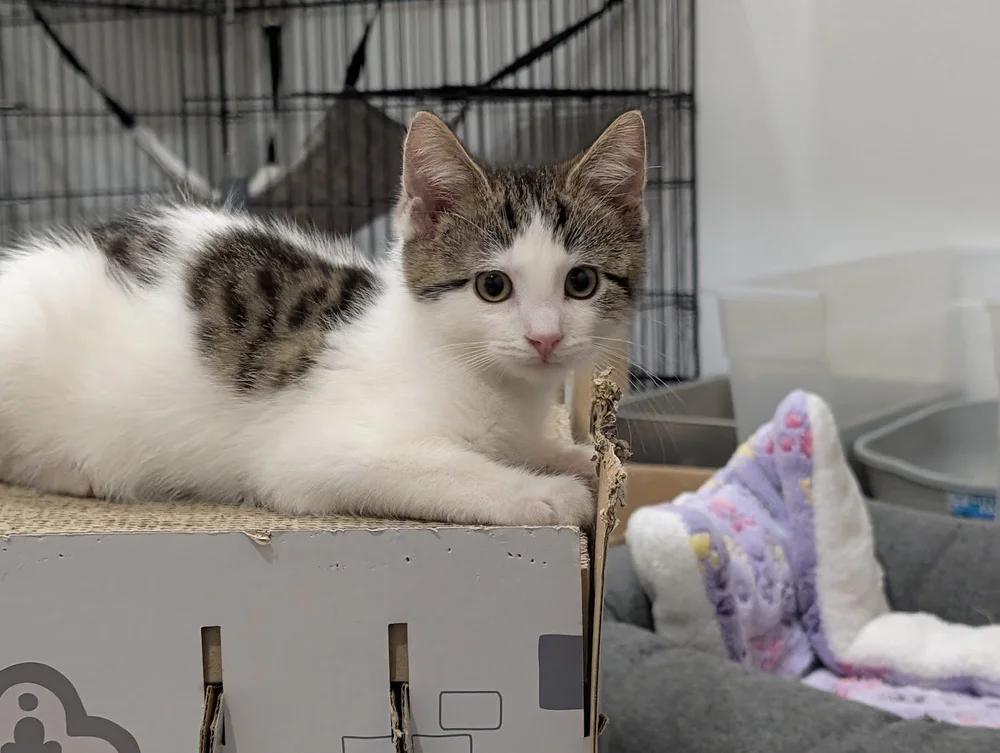 Enlarge Melman, a Adoptable Domestic Short Hair in Davison, MI image 5/6
