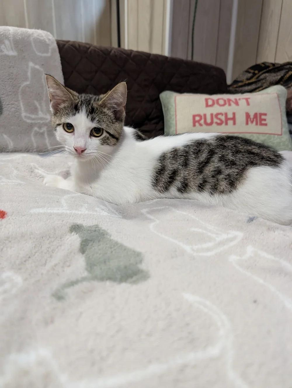 Enlarge Melman, a Adoptable Domestic Short Hair in Davison, MI image 6/6