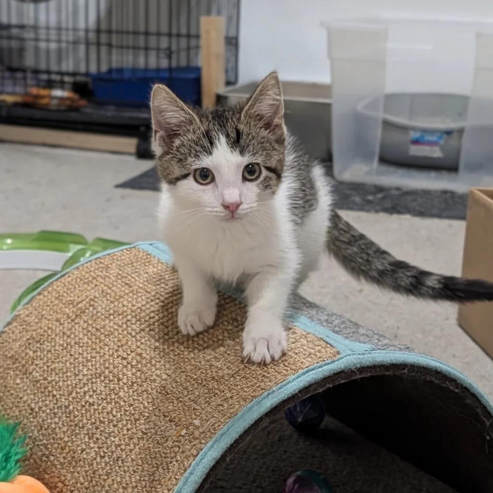 Enlarge Melman, a Adoptable Domestic Short Hair in Davison, MI image 2/6