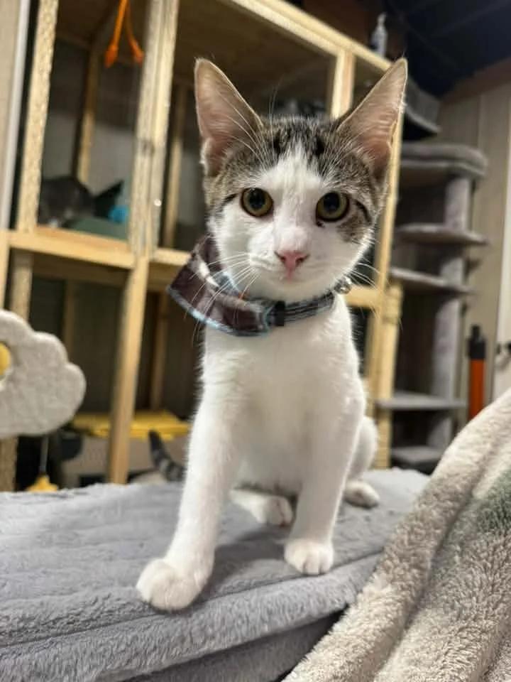 Enlarge Melman, a Adoptable Domestic Short Hair in Davison, MI image 1/6