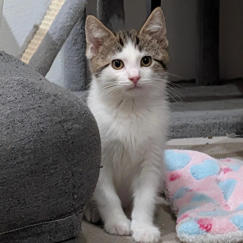 Enlarge Melman, a Adoptable Domestic Short Hair in Davison, MI image 3/6