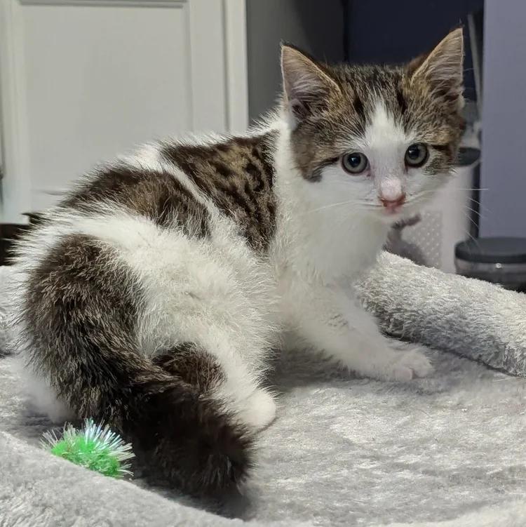 Enlarge Melman, a Adoptable Domestic Short Hair in Davison, MI image 4/6
