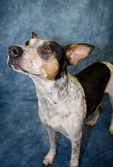 Luna — thumbnail 3