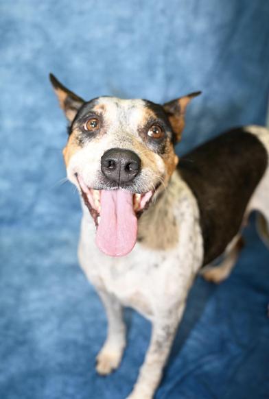 Luna — thumbnail 4