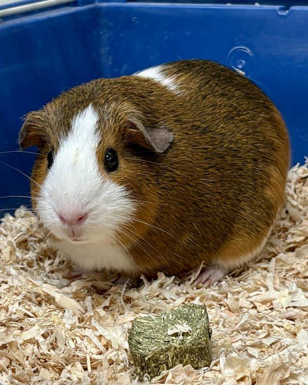Linda, Adoptable, Young Female Guinea Pig.