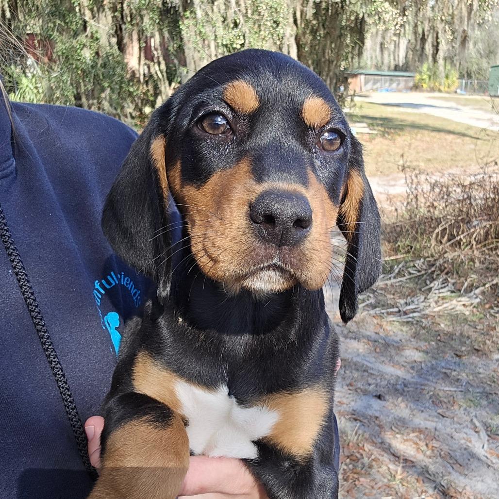 Jordyn, Adoptable, Puppy Female Mixed Breed.