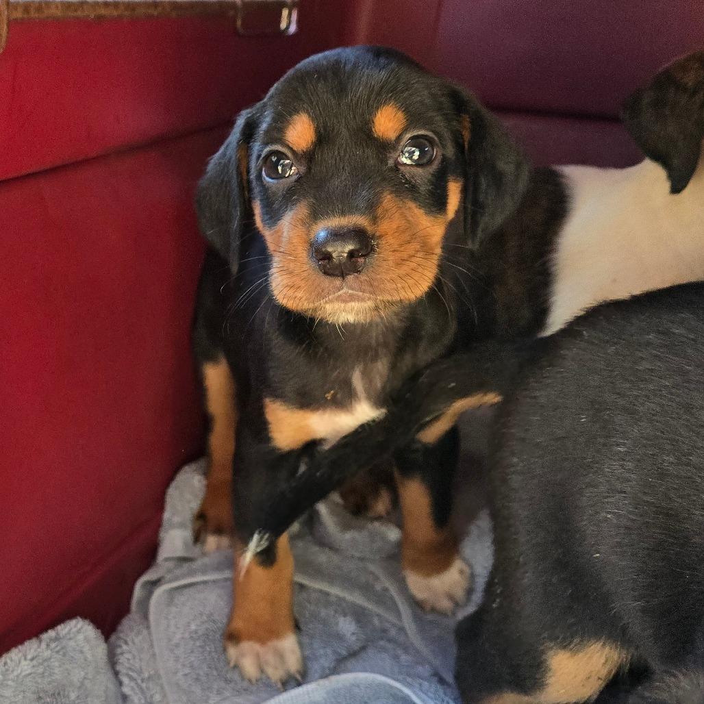 Enlarge Jordyn, a Adoptable Mixed Breed in Williston, FL image 2/2