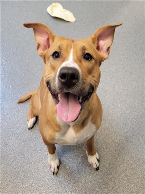 KENDRA, Adoptable, Young Female Pit Bull Terrier & Mixed Breed.