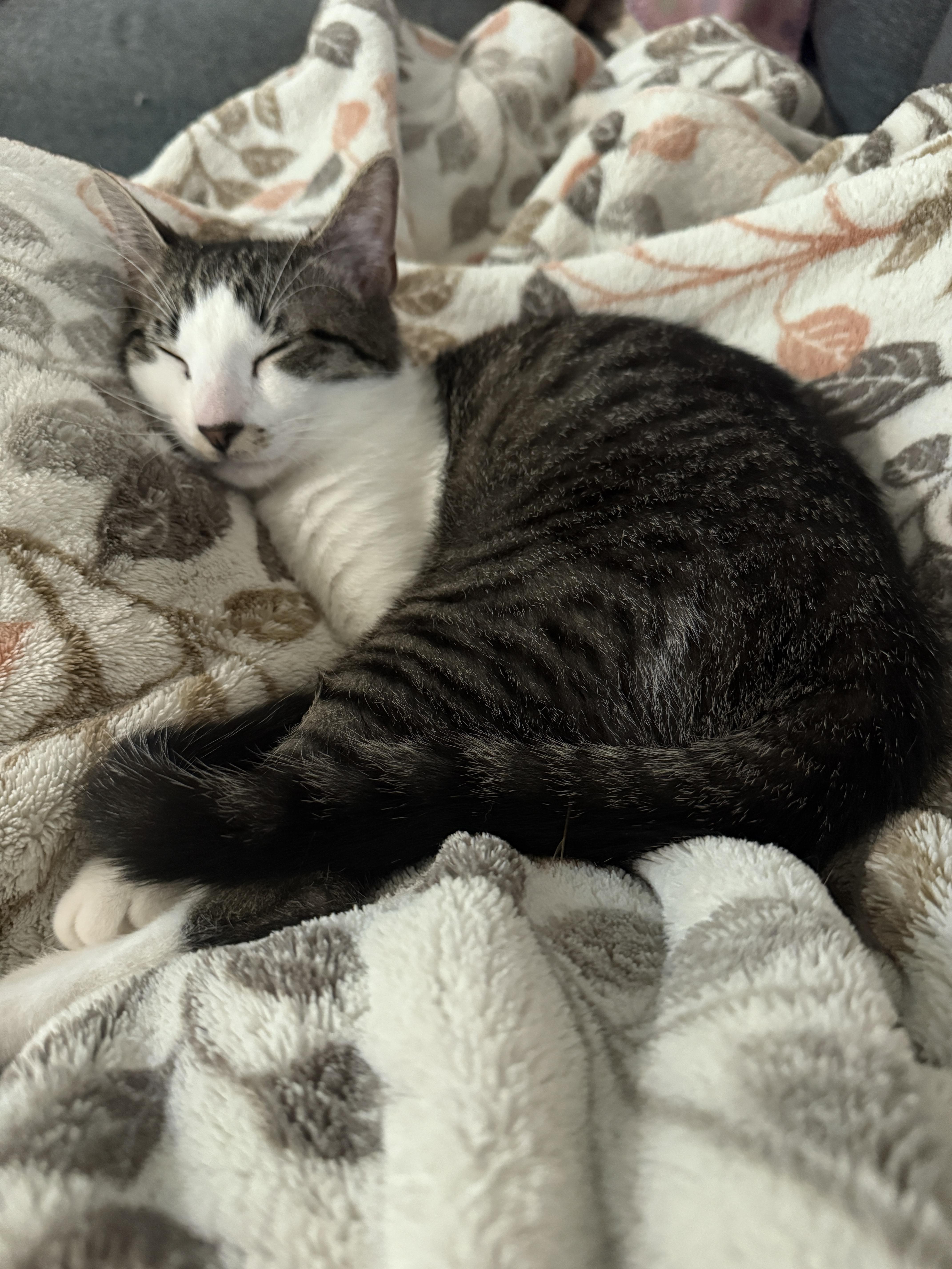 Enlarge Alfredo, an adoptable Domestic Short Hair in Fort Worth, TX image 5/6