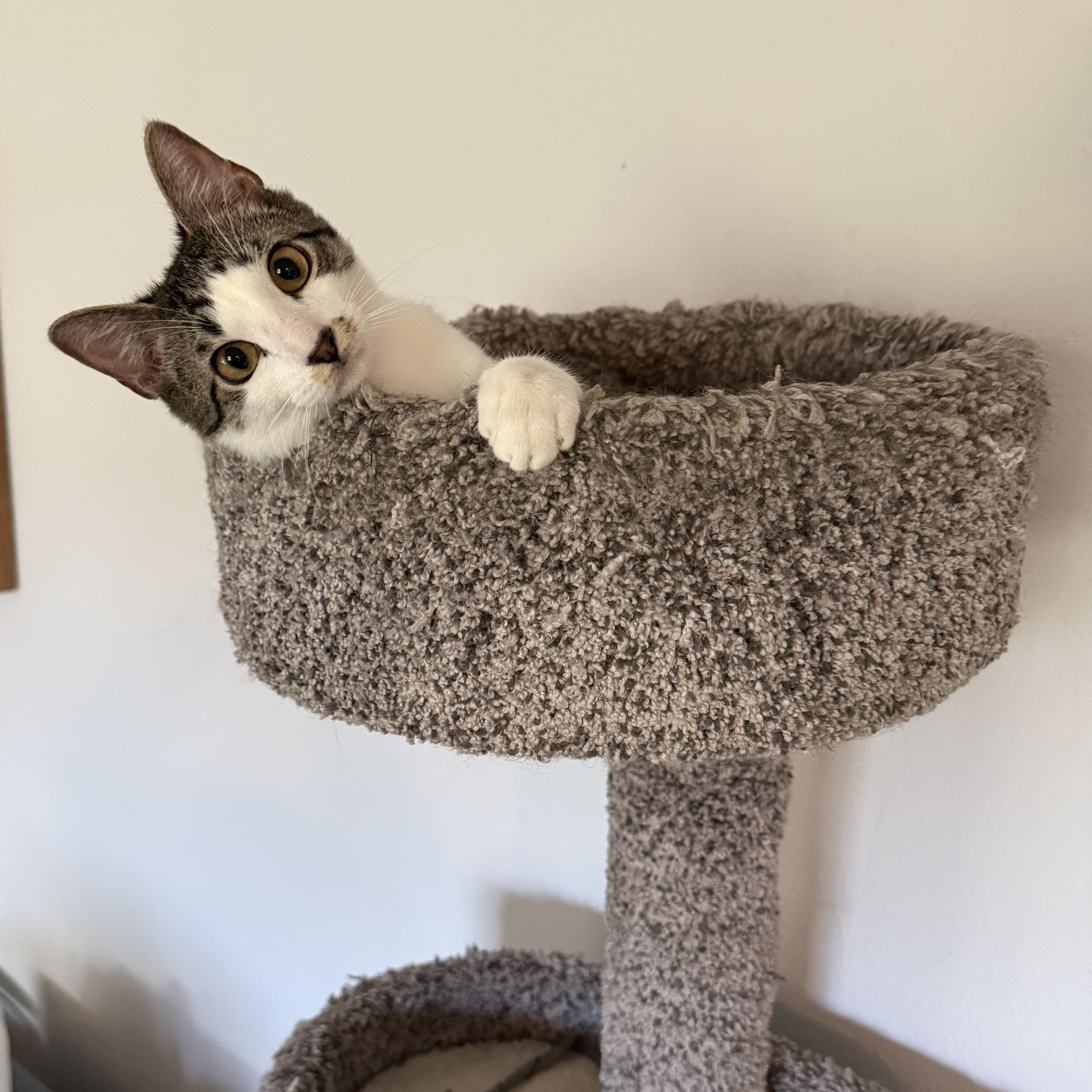 Enlarge Alfredo, an adoptable Domestic Short Hair in Fort Worth, TX image 3/6