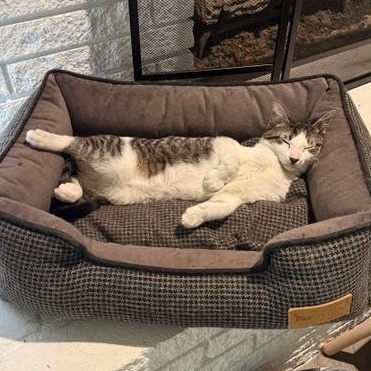 Enlarge Alfredo, an adoptable Domestic Short Hair in Fort Worth, TX image 4/6