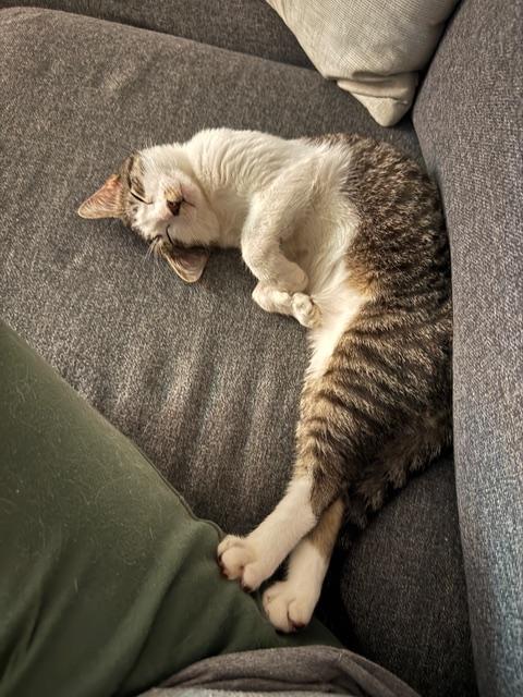 Enlarge Alfredo, an adoptable Domestic Short Hair in Fort Worth, TX image 2/6