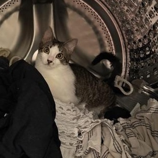 Enlarge Alfredo, an adoptable Domestic Short Hair in Fort Worth, TX image 6/6