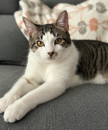 Alfredo, adoptable, Kitten Male Domestic Short Hair.