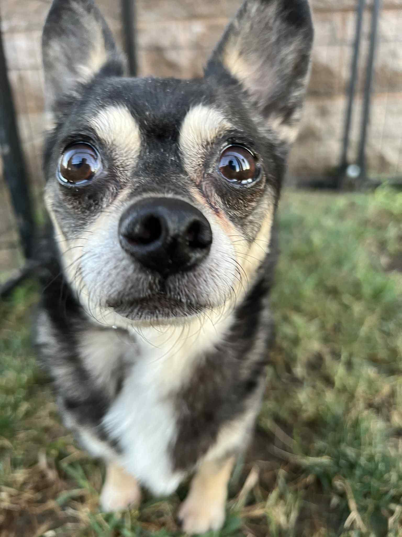 Enlarge Bailey, a Adoptable Chihuahua in Vaudreuil-Dorion, QC image 2/2