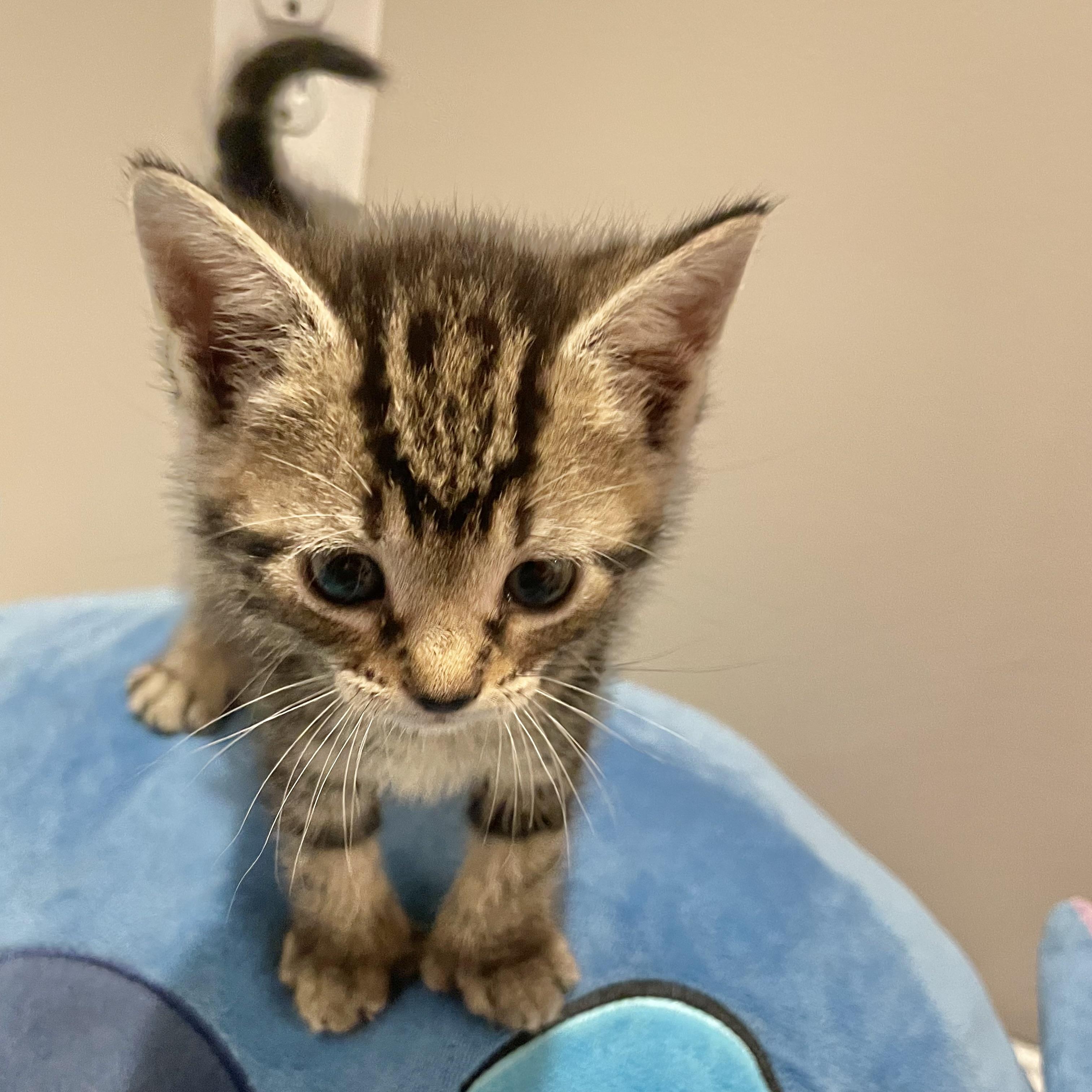 Nova