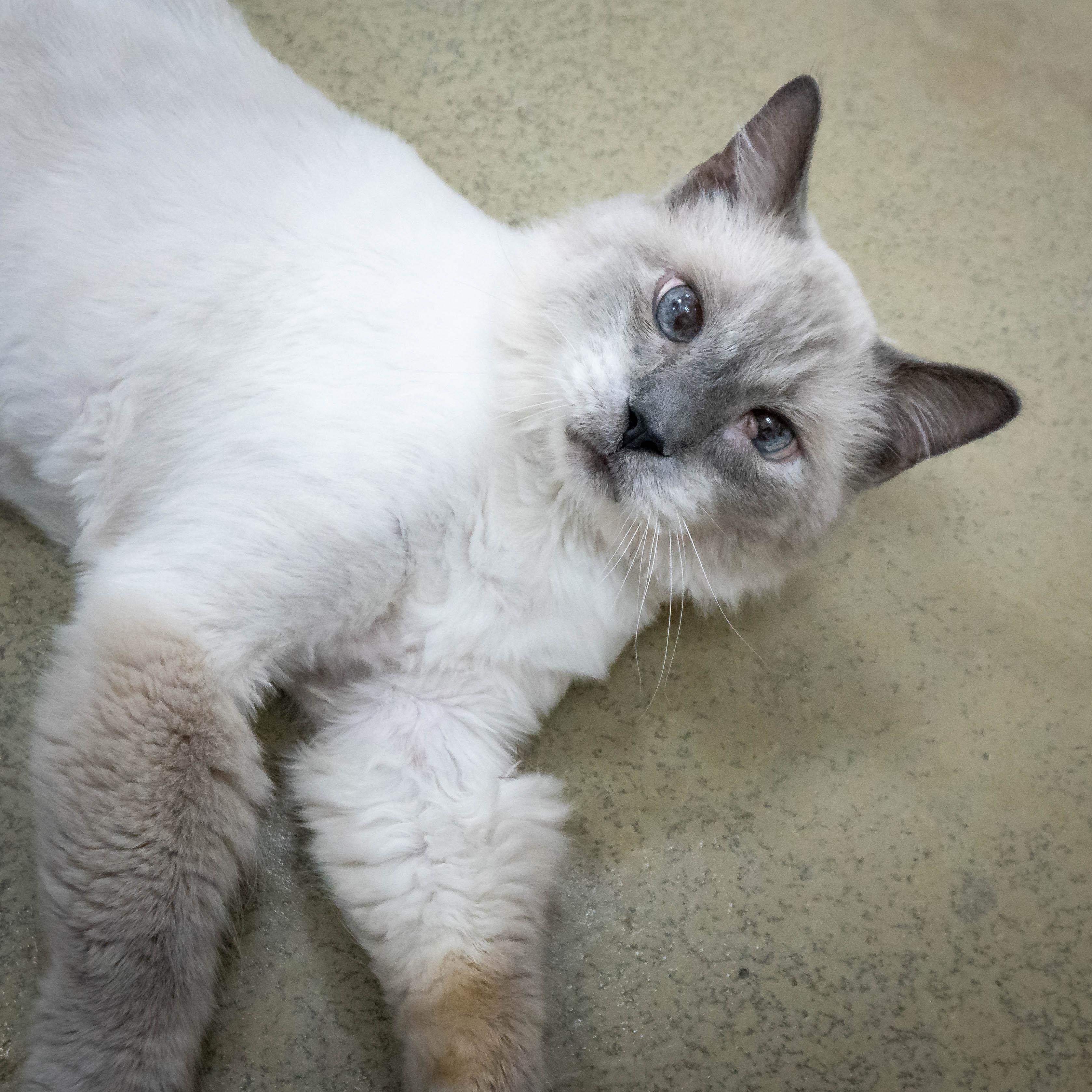 MAX, adoptable, Senior Male Himalayan.