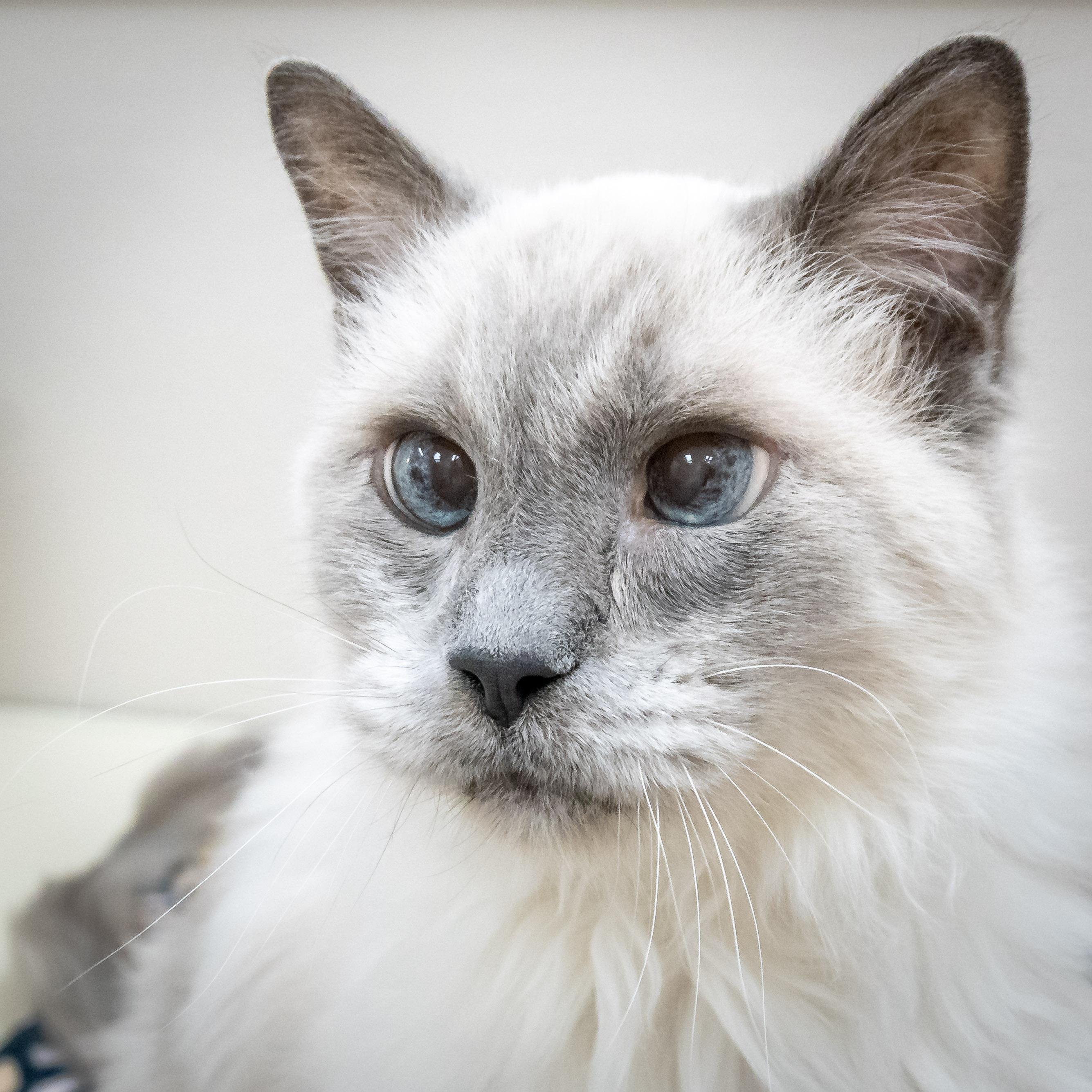 MAX, adoptable, Senior Male Himalayan.