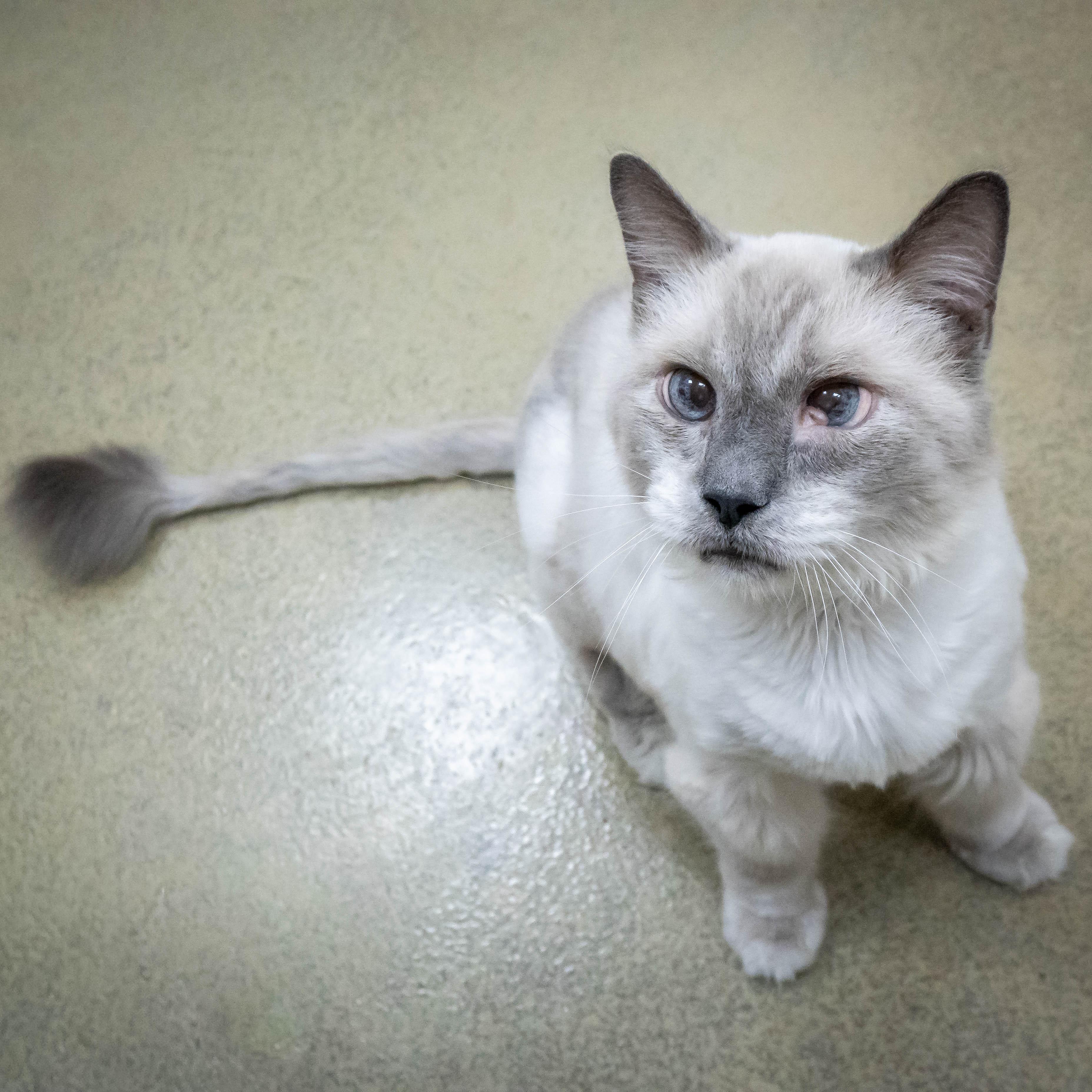 MAX, an adoptable Himalayan in Tulsa, OK, 74145 | Photo Image 2