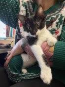 Enlarge Merry, a Adoptable mixed breed in Littleton, CO image 1/1