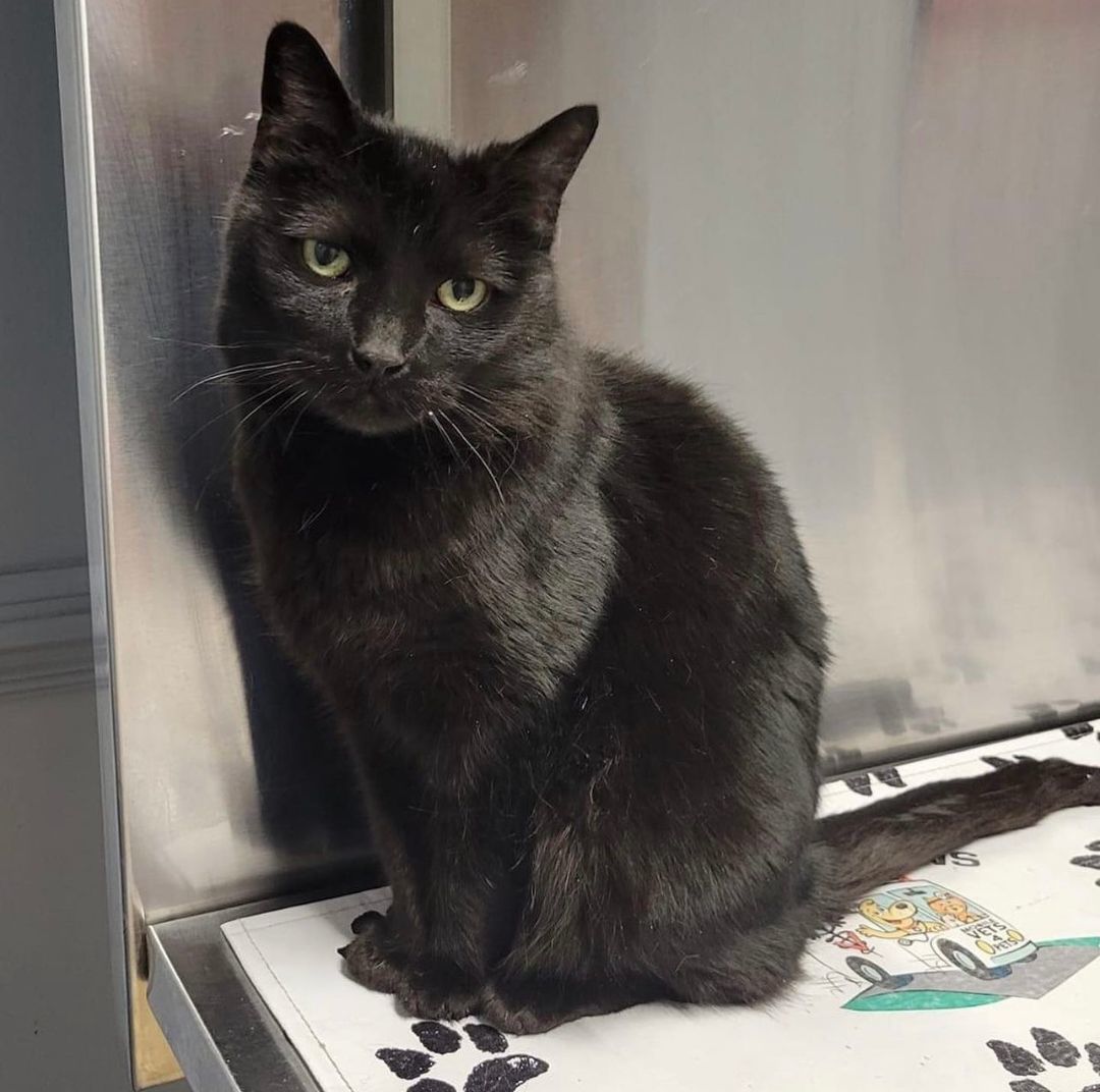 Maddie, a Adoptable Domestic Medium Hair in Voorhees, NJ image 1/8