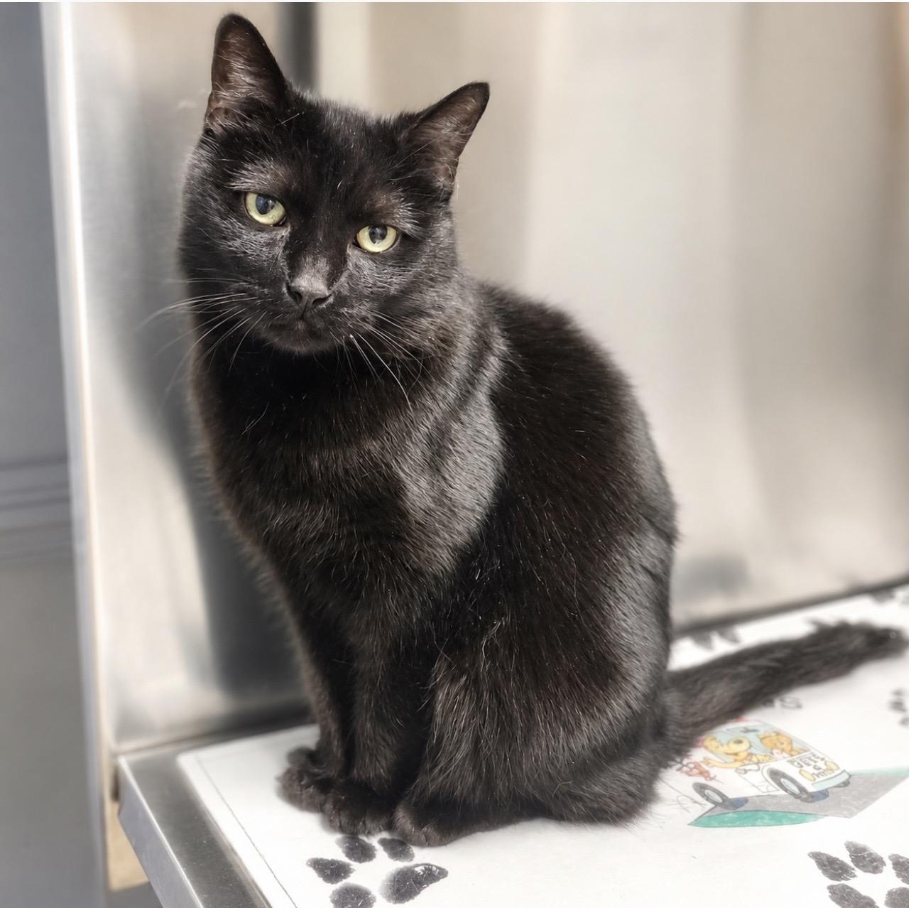 Enlarge Maddie, a Adoptable Domestic Medium Hair in Glassboro, NJ image 1/4